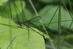 Argia tibialis