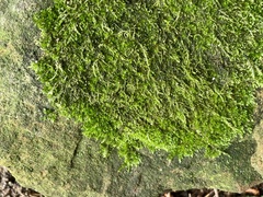 Amblystegium serpens
