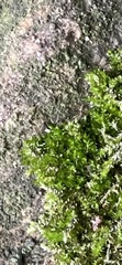 Amblystegium serpens