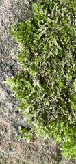 Amblystegium serpens