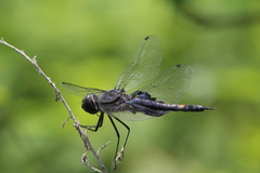 Tramea lacerata