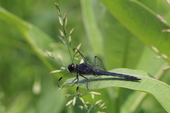 Libellula incesta