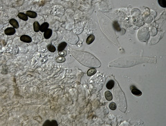 Psathyrella seymourensis