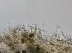 Psathyrella seymourensis