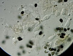 Psathyrella seymourensis