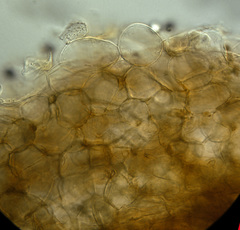 Psathyrella seymourensis