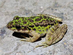 Odorrana tianmuii