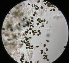 Psathyrella seymourensis