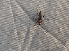 Stenosphenus dolosus