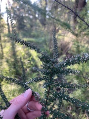 Cryptandra spinescens