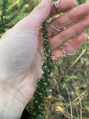 Cryptandra spinescens