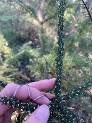 Cryptandra spinescens