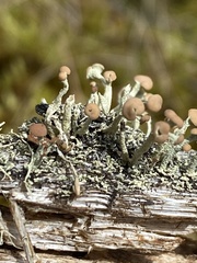 Cladonia botrytes