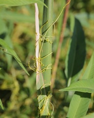 Cuscuta glabrior glabrior