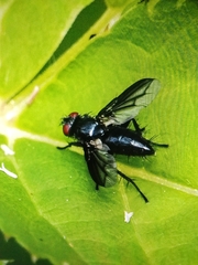 Oestroidea