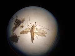 Nephrotoma submaculosa