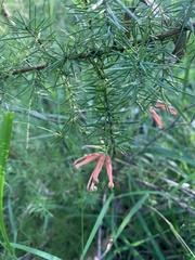 Grevillea juniperina