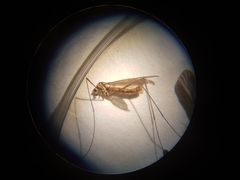 Nephrotoma submaculosa