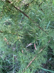 Grevillea juniperina