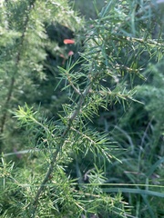Grevillea juniperina