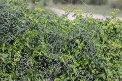 Ibervillea tenuisecta