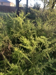 Grevillea juniperina