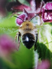 Eucera nigrescens