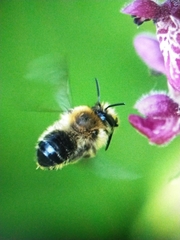Eucera nigrescens