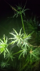 Eryngium hookeri