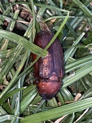 Polyphylla cavifrons