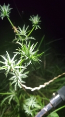 Eryngium hookeri