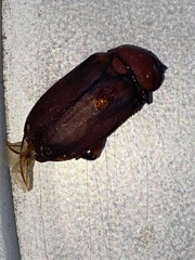 Polyphylla cavifrons