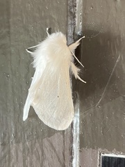 Spilosoma vestalis