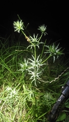 Eryngium hookeri