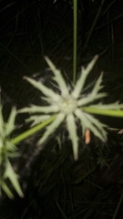 Eryngium hookeri