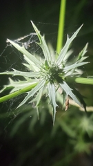 Eryngium hookeri