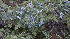 Vicia ludoviciana