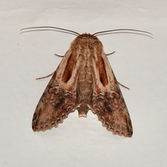 Stictopterinae