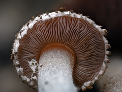 Agaricus stevensii