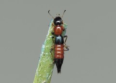 Paederus schoenherri