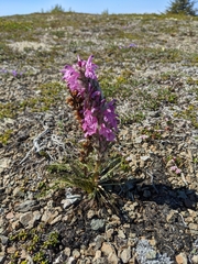 Pedicularis lanata