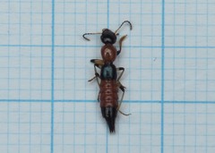 Paederus schoenherri