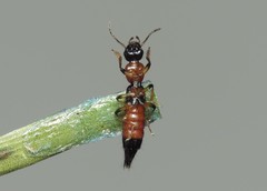 Paederus schoenherri