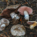 Agaricus stevensii - Photo (c) Alan Rockefeller, some rights reserved (CC BY), uploaded by Alan Rockefeller