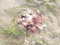 Alicia pretiosa