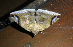 Bastilla circumsignata