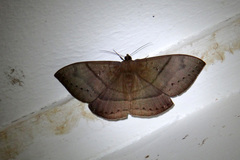 Lygniodes schoenbergi