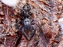 Ocrisiona melancholica