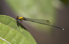 Prodasineura dorsalis