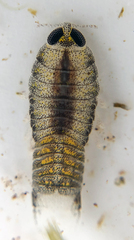 Cymothoida